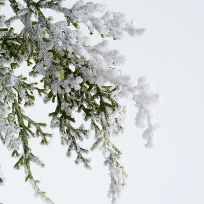 Snowy Cedar Branches