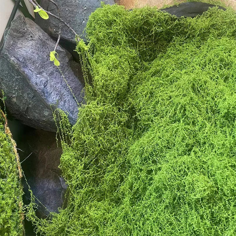 Ever Green Moss Touch